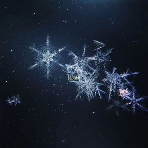 美女无遮掩日本网站
